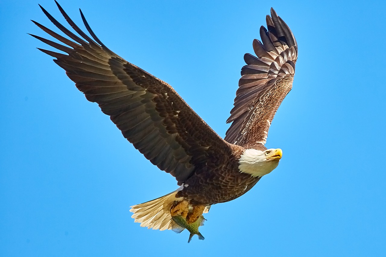 Plikas Erelis,  Paukštis Skrydžio,  Bif,  Jav,  Plunksna,  Paukštis,  Pobūdį,  Plikas Erelis,  Raptor,  Skristi