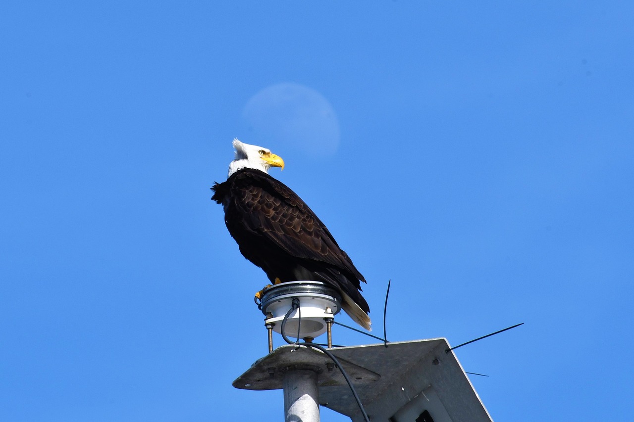 Plikas Erelis,  Paukštis,  Gyvūnas,  Pobūdį,  Mėnulis,  Raptor,  Laukinis Gyvūnas,  Heraldiniame Gyvūnų,  Herbas Paukštis,  Adler