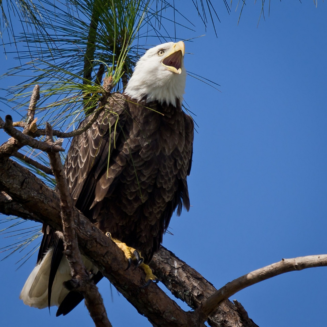 Plikas Erelis, Raptoras, Paukštis, Suaugęs, Sustingęs, Gamta, Laukinė Gamta, Plėšrūnas, Amerikietis, Medžiotojas