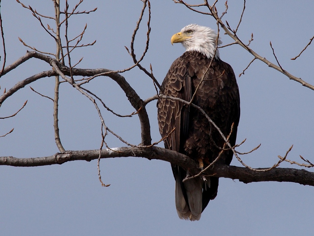 Plikas Erelis, Paukštis, Suaugęs, Sustingęs, Gamta, Laukinė Gamta, Plėšrūnas, Amerikietis, Medžiotojas, Raptoras