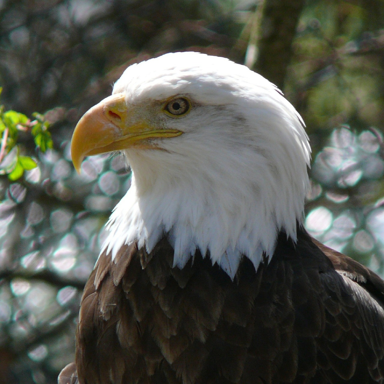 Plikas Erelis, Paukštis, Suaugęs, Sustingęs, Gamta, Laukinė Gamta, Plėšrūnas, Amerikietis, Medžiotojas, Raptoras