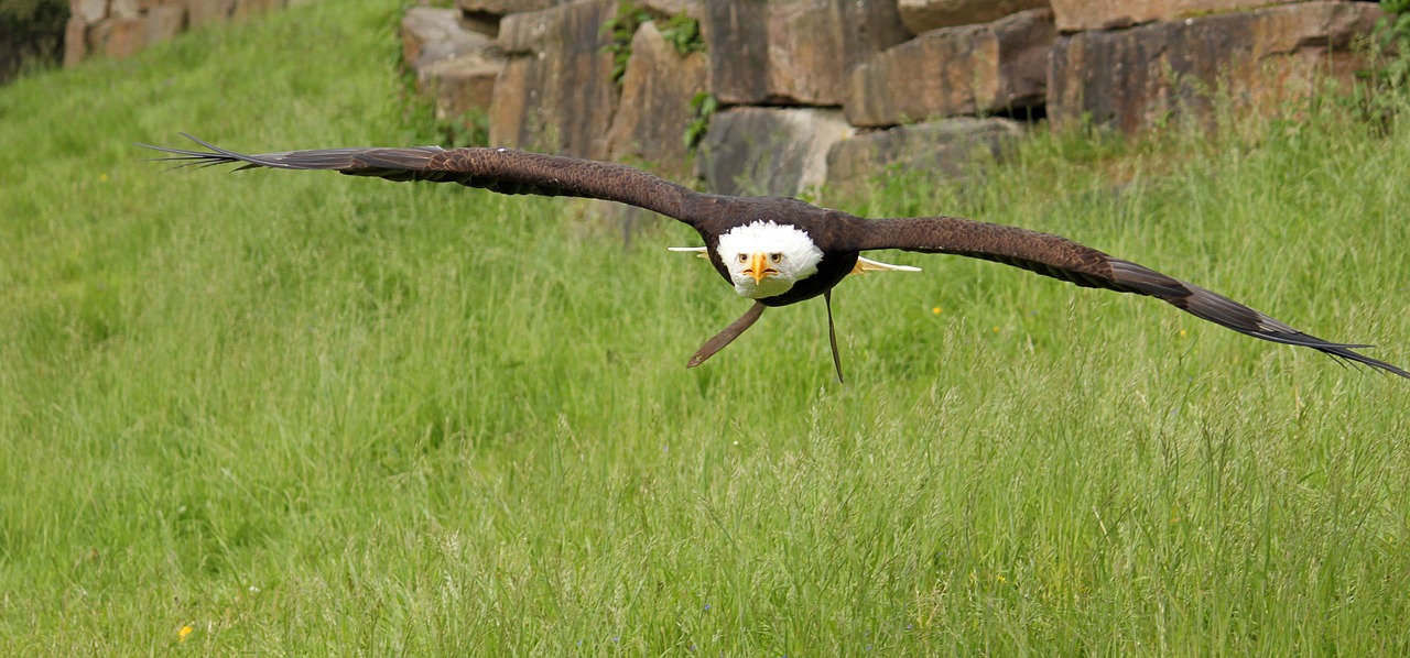 Plikas Erelis, Salkūnai, Plėšrusis Paukštis, Skrydis, Raptoras, Adler, Nemokamos Nuotraukos,  Nemokama Licenzija