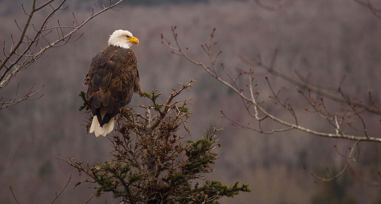 Plikas Erelis,  Baltasis Erelis,  Adler,  Plėšrusis Paukštis,  Raptoras,  Plumėjimas,  Sąskaitą,  Uždaryti,  Gamta,  Grifinas