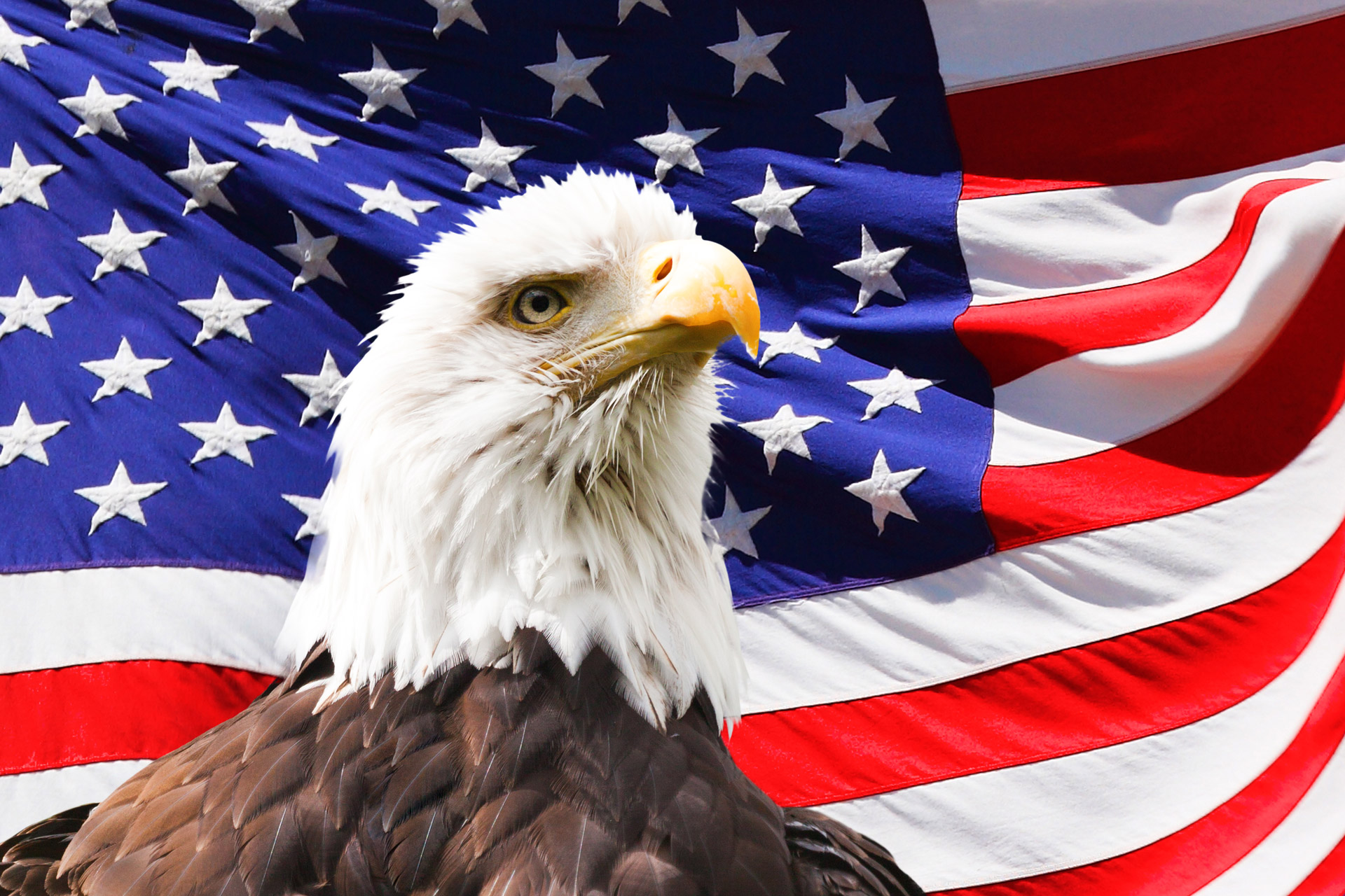 Erelis,  Amerikietis,  Vėliava,  Paukštis,  Simbolis,  Amerikietis,  Nuplikęs,  Patriotinis,  Nepriklausomumas,  Juostelės