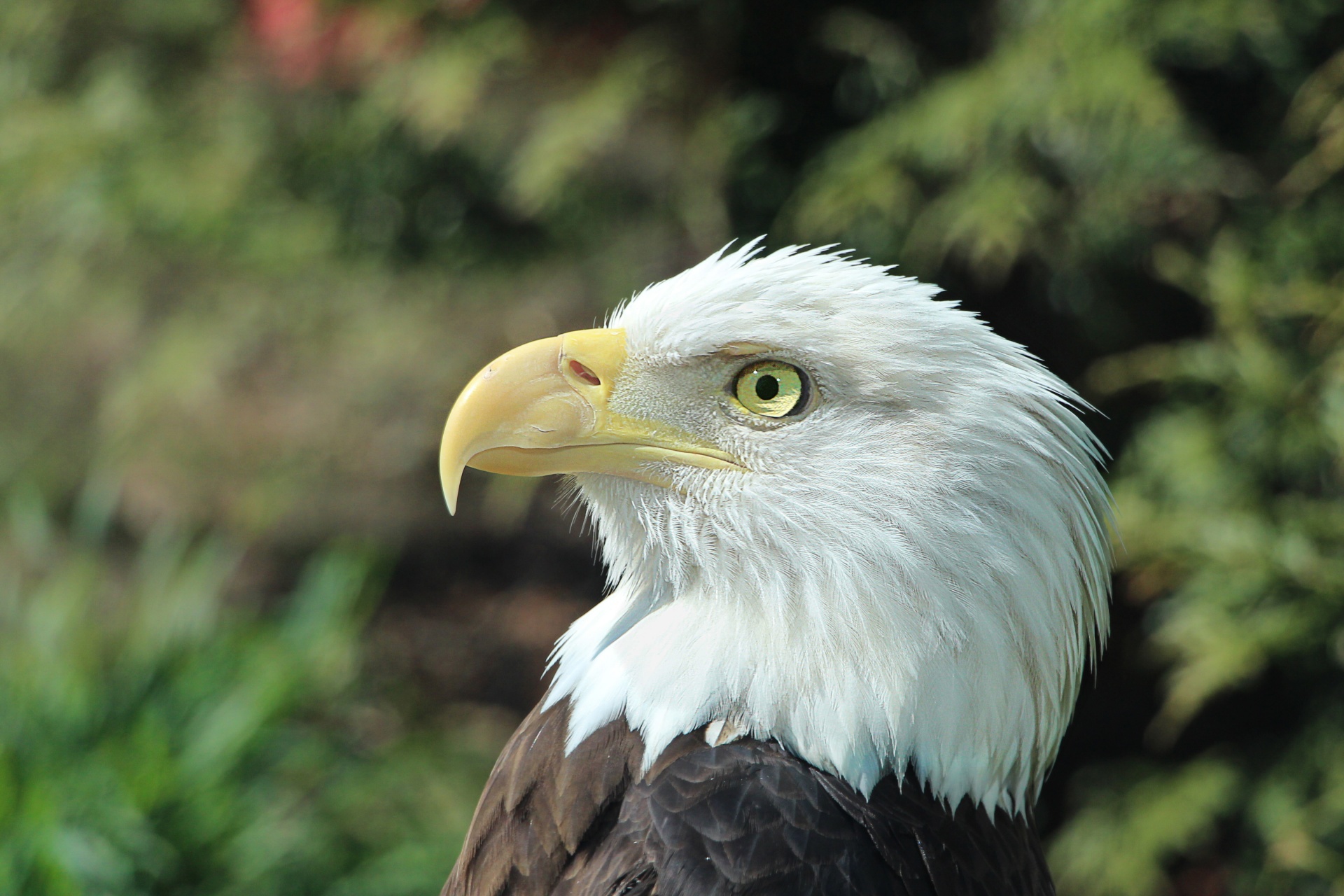 Erelis,  Plunksnos,  Raptoras,  Amerikietis,  Jėga,  Snapas,  Plėšrūnas,  Galva,  Paukštis,  Baldinis Erelis Portretas 1