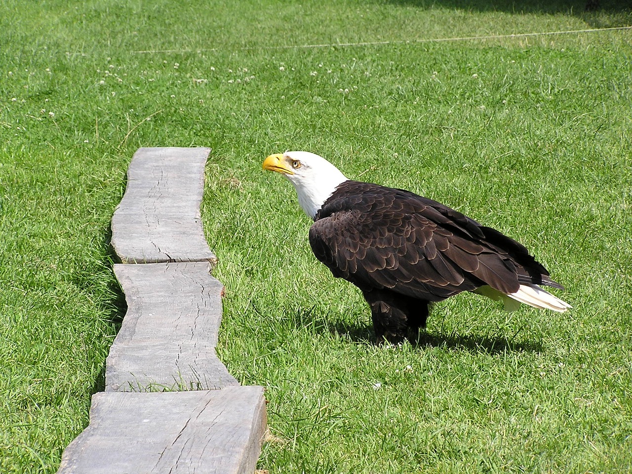 Plikieji Ereliai, Adler, Laukinio Gyvenimo Parkas, Poing, Baltasis Erelis, Nemokamos Nuotraukos,  Nemokama Licenzija