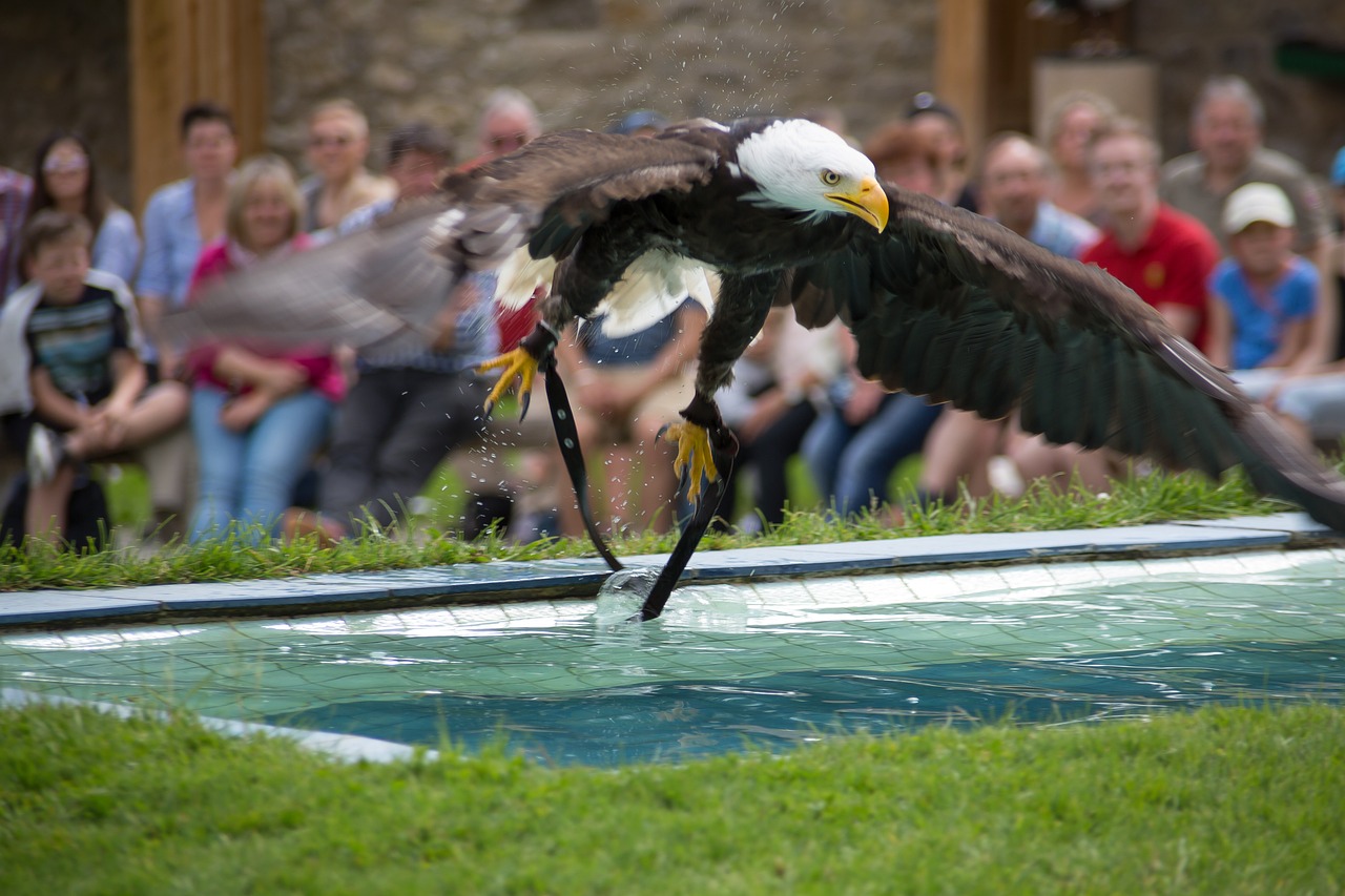 Plikieji Ereliai, Adler, Raptoras, Plėšrusis Paukštis, Paukštis, Sąskaitą, Gamta, Vanduo, Nemokamos Nuotraukos,  Nemokama Licenzija