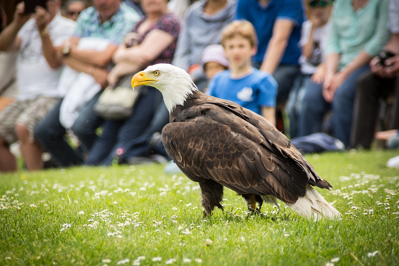 Plikieji Ereliai, Adler, Raptoras, Plėšrusis Paukštis, Paukštis, Sąskaitą, Gamta, Portretas, Nemokamos Nuotraukos,  Nemokama Licenzija