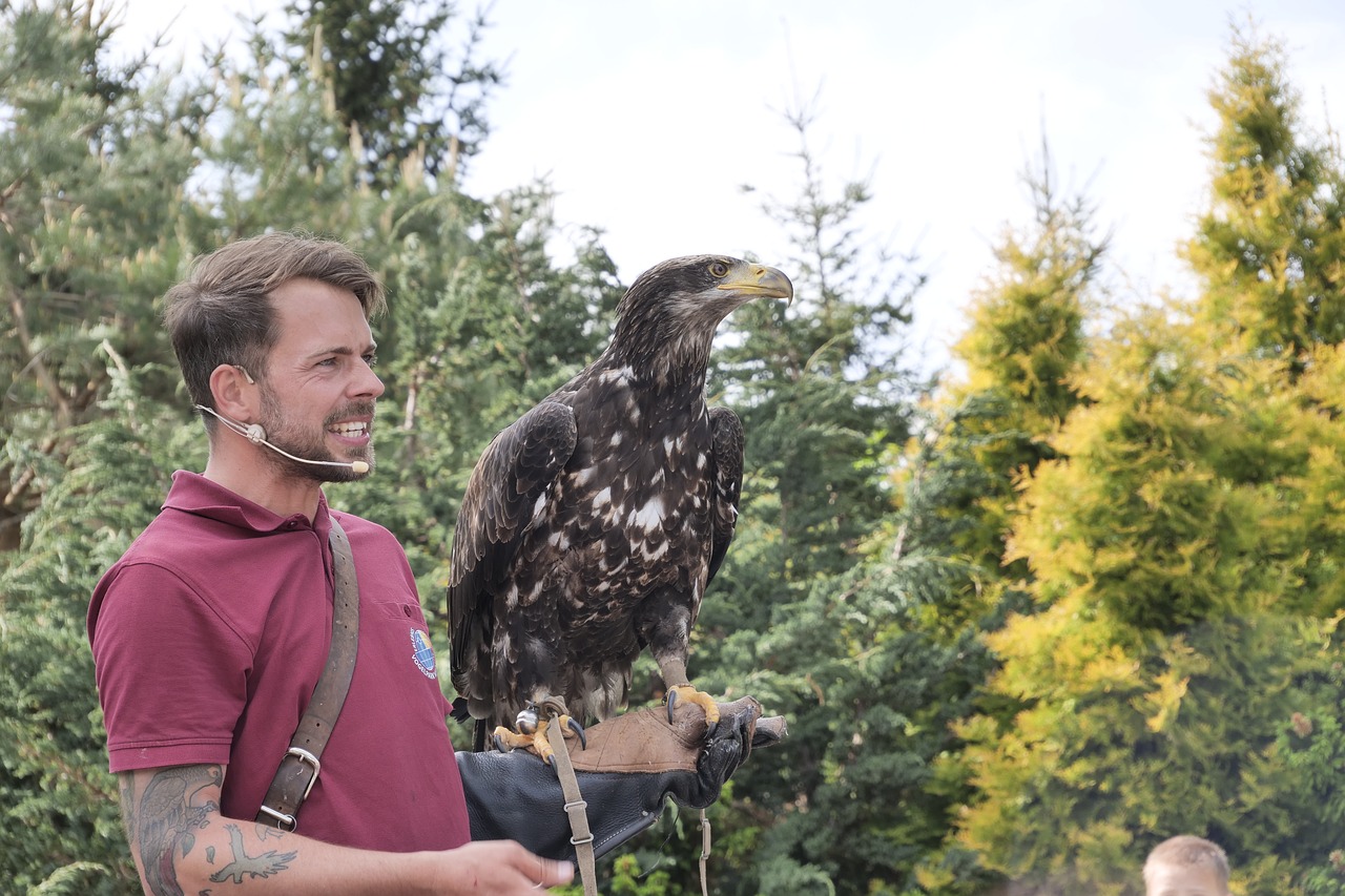 Plikas Ereliai,  Jauna Paukštis,  Flugshow,  Paukščių Parkas Marlow,  Gyvūnai Paukštis Treneris,  Heraldinis Gyvūnų, Nemokamos Nuotraukos,  Nemokama Licenzija