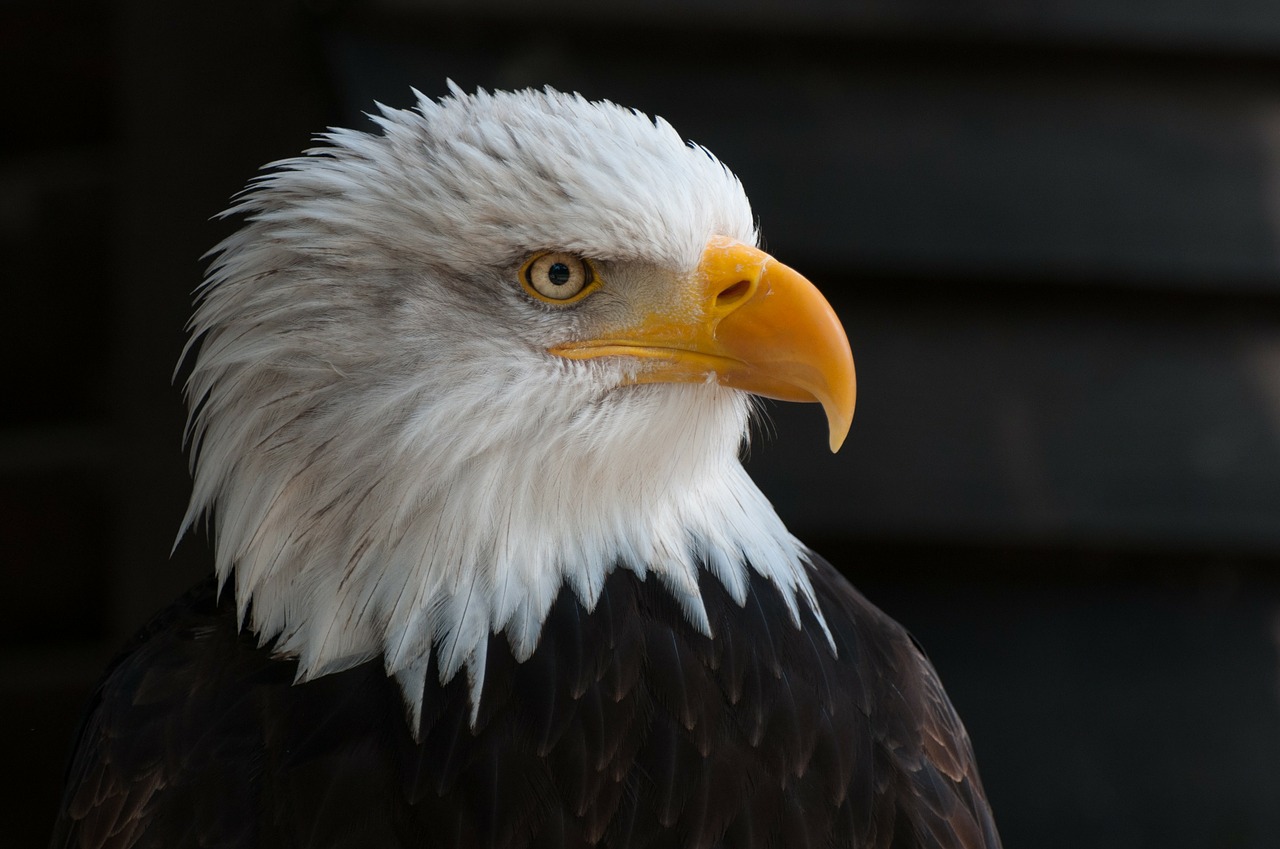 Plikieji Ereliai, Plikas Erelis, Plėšrusis Paukštis, Adler, Raptoras, Paukščių Herbas, Usa, Uždaryti, Portretas, Grakštus