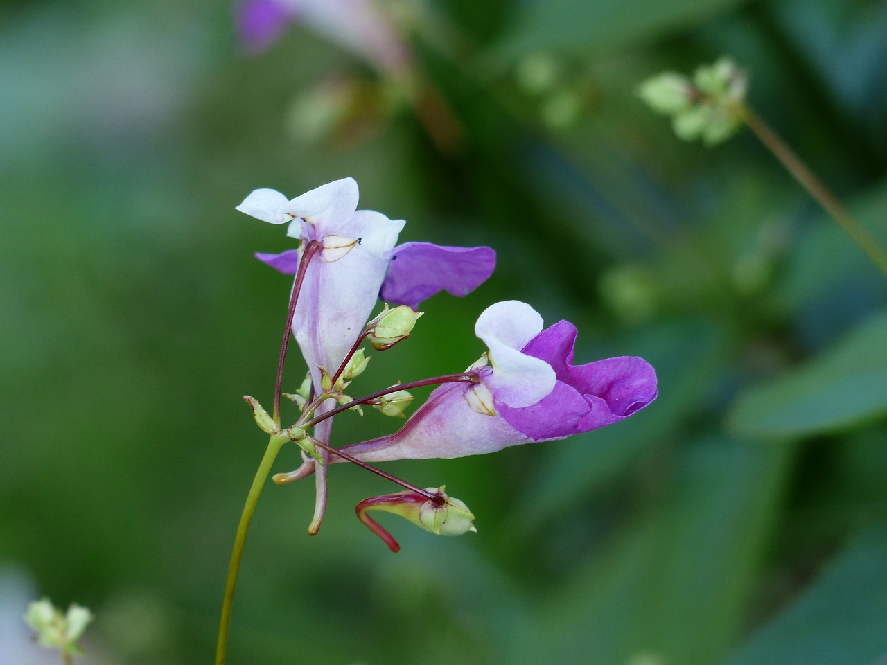 Balfour Jewelweed, Impatiens Balfourii, Gėlė, Žiedas, Žydėti, Balta, Violetinė, Balzamas, Augalas, Žolė