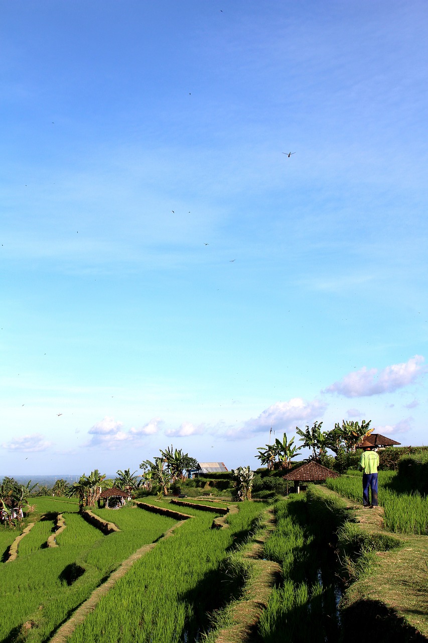 Bali, Ryžių Laukai, Jatiluwih, Unesco Pasaulio Paveldas, Indonezija, Šventė, Ryžiai, Gamta, Gražus, Kraštovaizdis