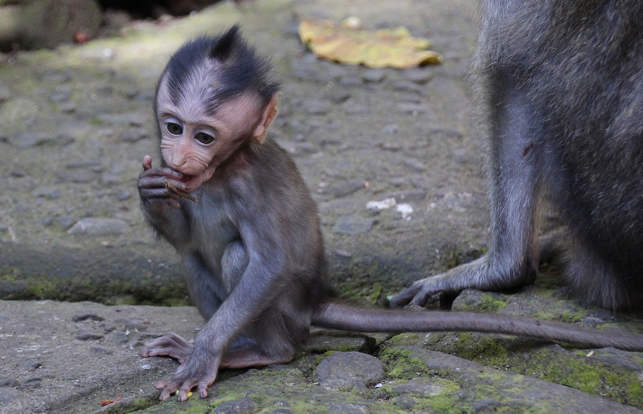 Bali, Beždžionė, Vaikiška Beždžionė, Emocija, Juokinga, Portretas, Gamta, Žvilgsnis, Gyvūnų Portretas, Žvėrys