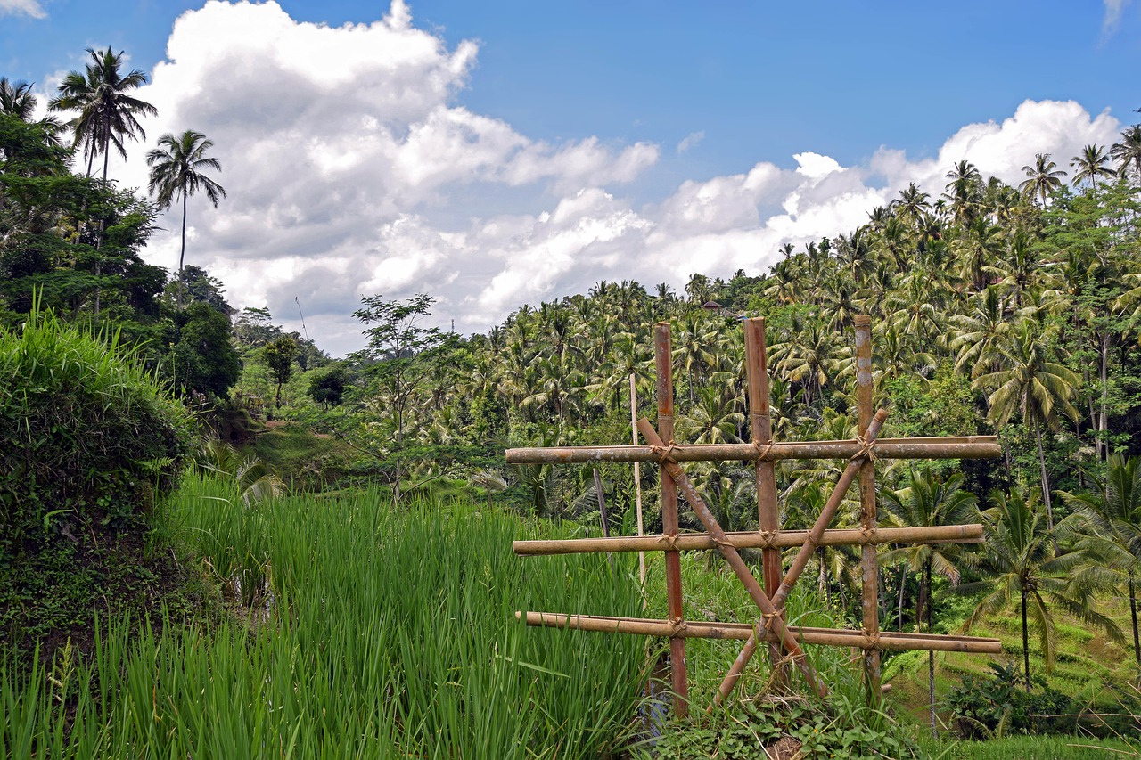 Bali, Indonezija, Kelionė, Ubud, Ryžių Terasos, Ryžių Laukai, Laukai, Kraštovaizdis, Žemdirbystė, Unesco Pasaulio Paveldas