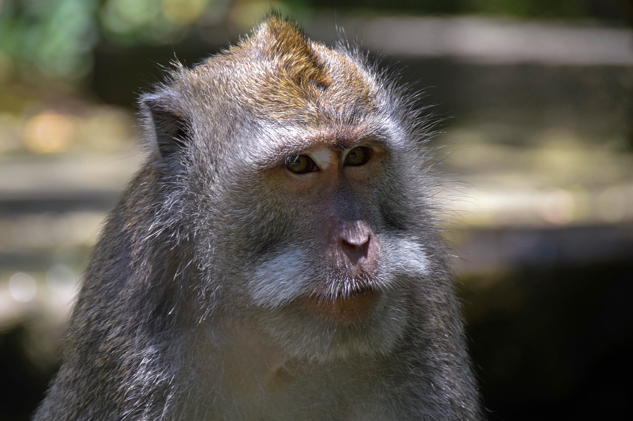 Bali, Indonezija, Kelionė, Ubud, Beždžionių Miškas, Beždžionė, Gamta, Gyvūnas, Veidas, Išraiška