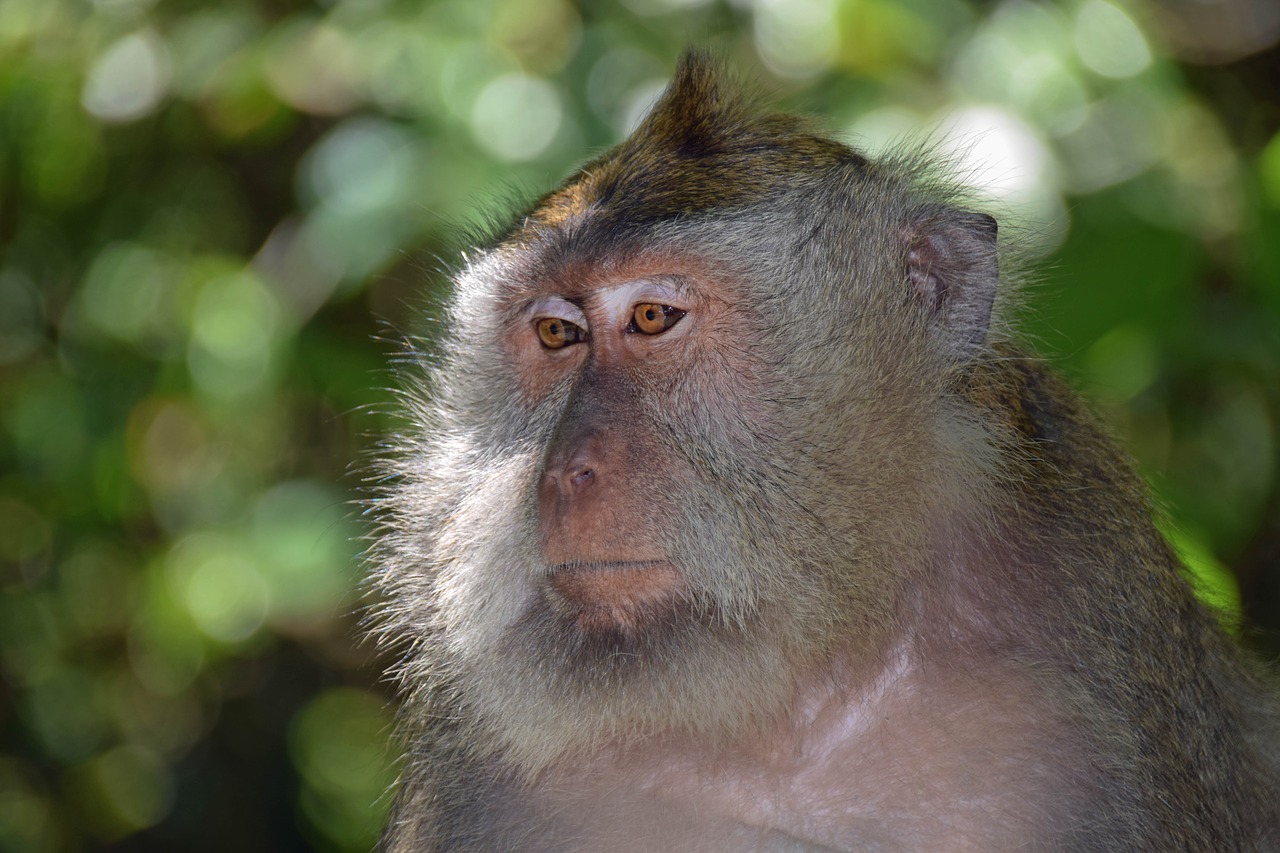 Bali, Indonezija, Kelionė, Ubud, Beždžionių Miškas, Beždžionė, Gamta, Gyvūnas, Veidas, Išraiška