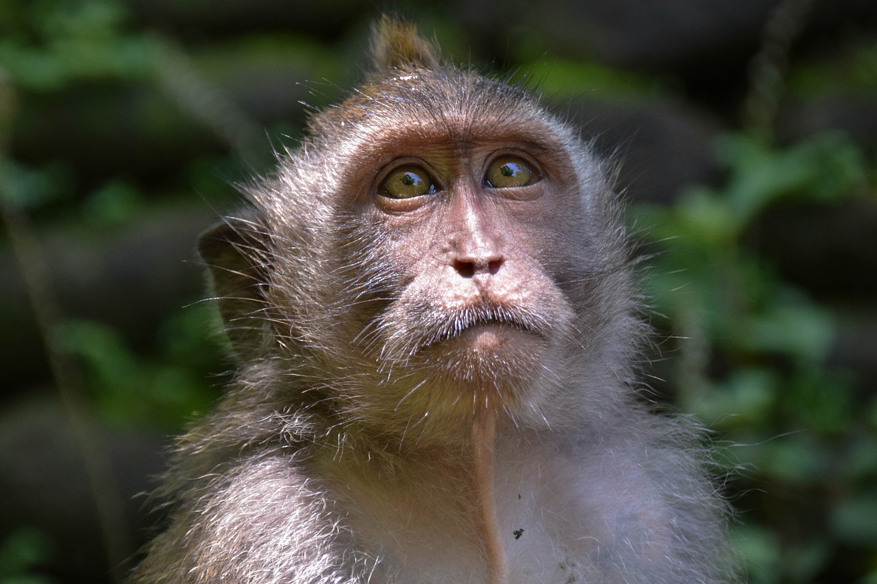 Bali, Indonezija, Kelionė, Ubud, Beždžionių Miškas, Beždžionė, Gamta, Gyvūnas, Veidas, Galva