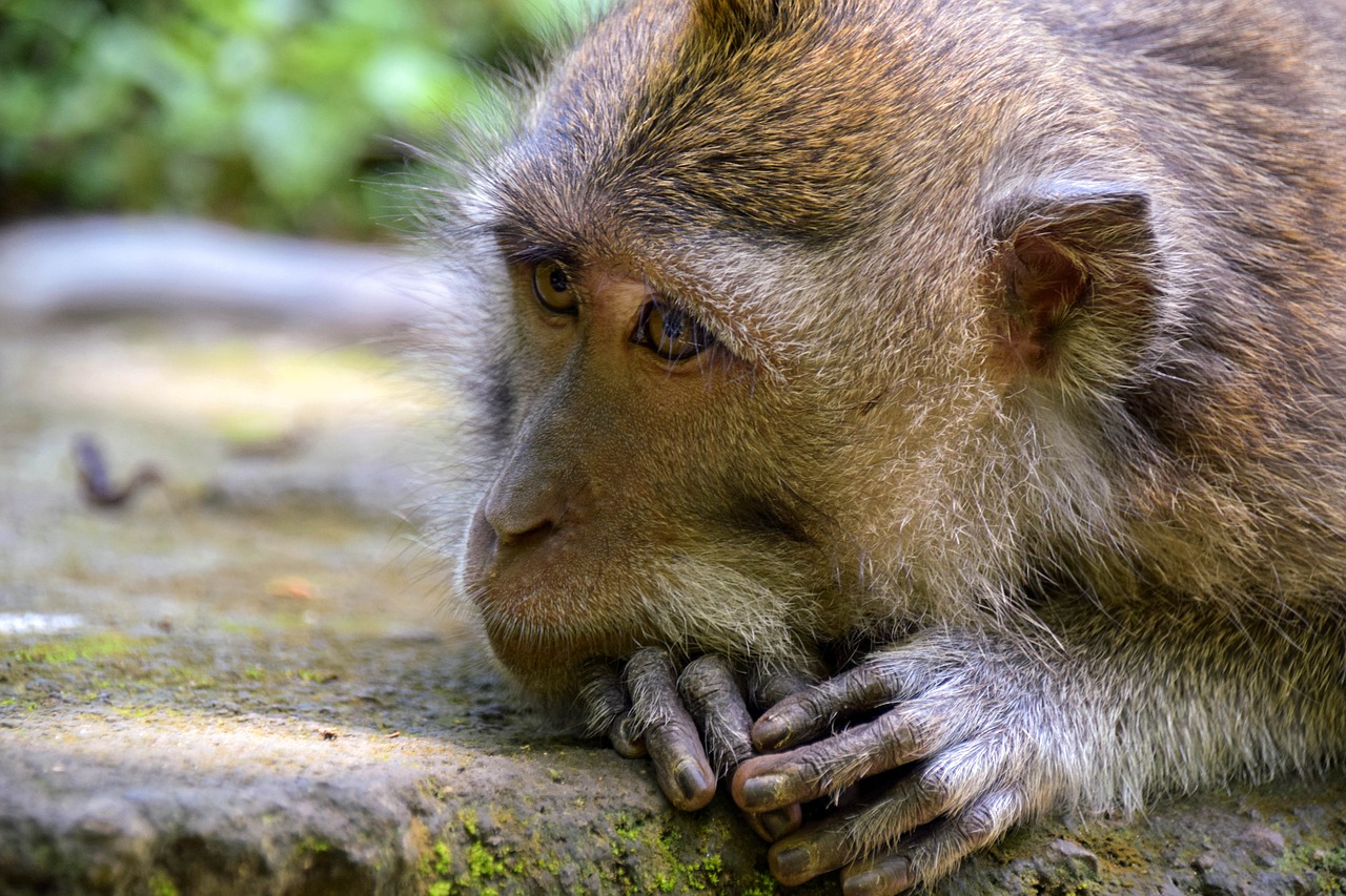 Bali, Indonezija, Kelionė, Ubud, Beždžionių Miškas, Beždžionė, Gamta, Gyvūnas, Veidas, Galva