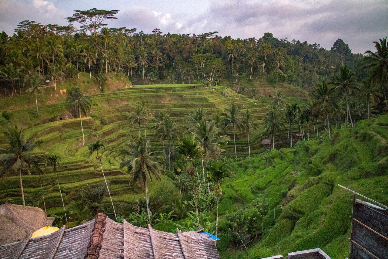 Bali, Ryžiai, Laukas, Balinese, Terasa, Nemokamos Nuotraukos,  Nemokama Licenzija