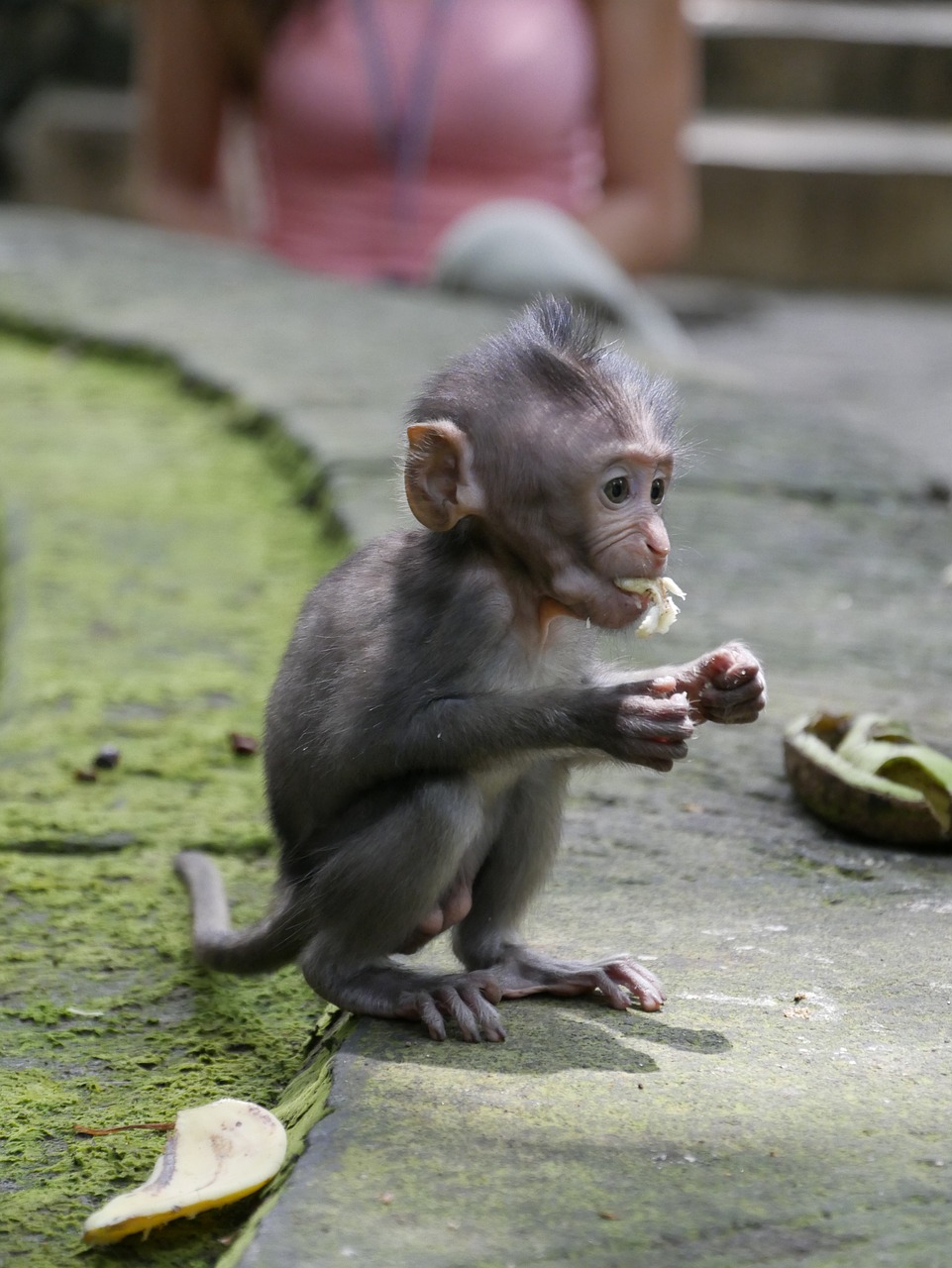 Bali, Indonezija, Asija, Beždžionė, Nemokamos Nuotraukos,  Nemokama Licenzija