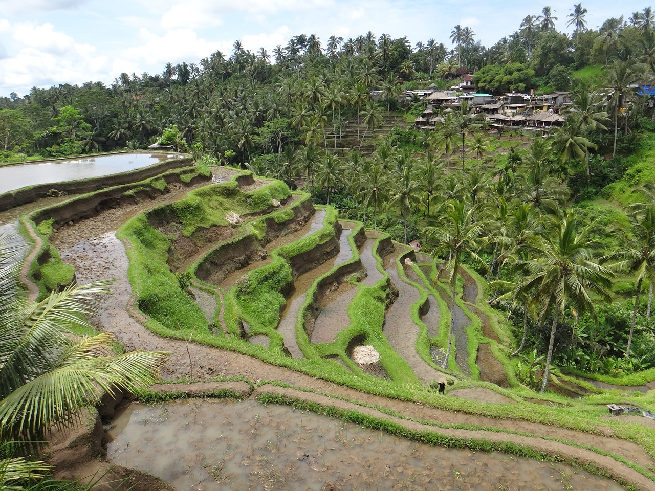 Bali, Ryžiai, Terasa, Keliauja Lenktynėse, Žalias, Indonezija, Šventė, Vanduo, Nemokamos Nuotraukos,  Nemokama Licenzija