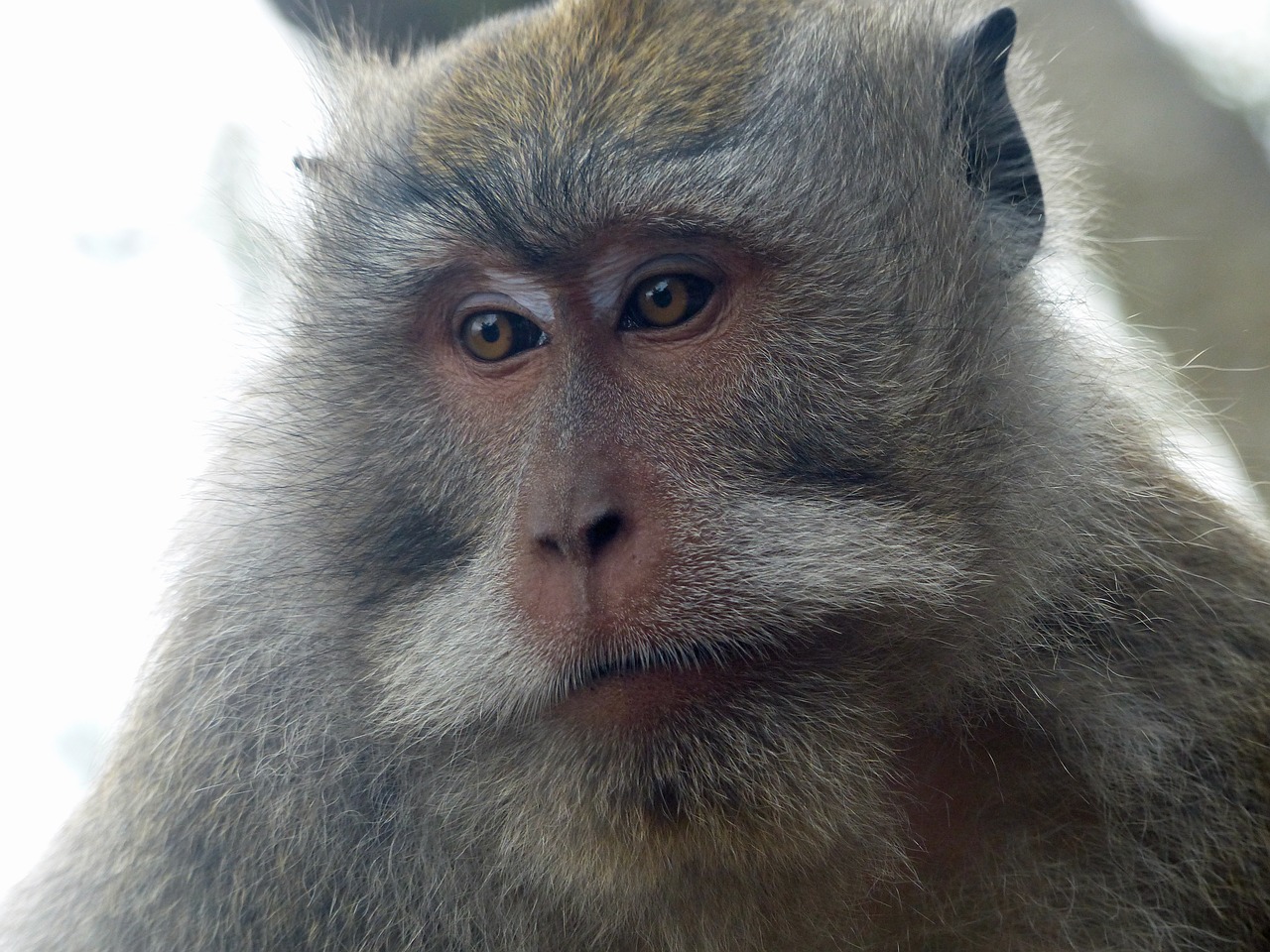 Bali, Indonezija, Beždžionė, Primatas, Nemokamos Nuotraukos,  Nemokama Licenzija