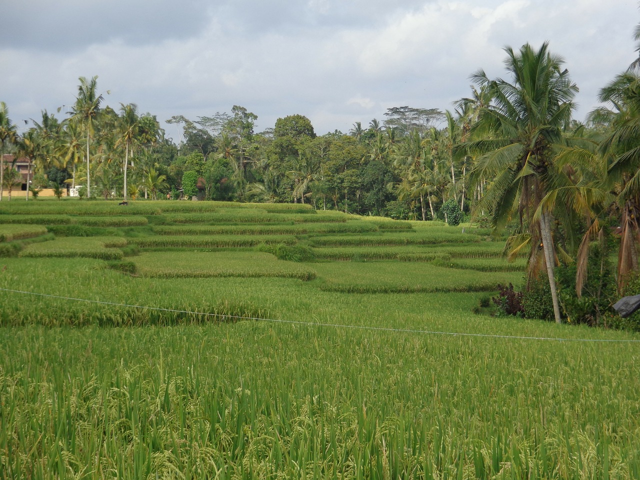 Bali, Ubud, Ryžių Laukai, Nemokamos Nuotraukos,  Nemokama Licenzija