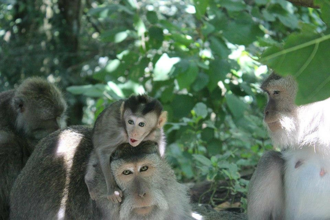 Bali, Ubud, Beždžionė, Miškas, Vaikiška Beždžionė, Indonezija, Nemokamos Nuotraukos,  Nemokama Licenzija