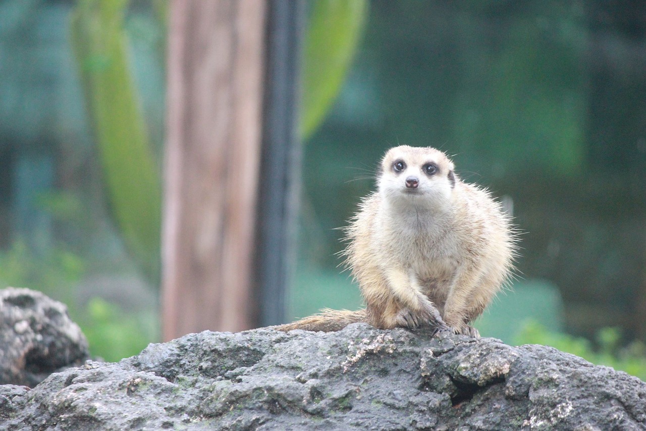 Bali Safari, Lemme, Didelės Akys, Nemokamos Nuotraukos,  Nemokama Licenzija