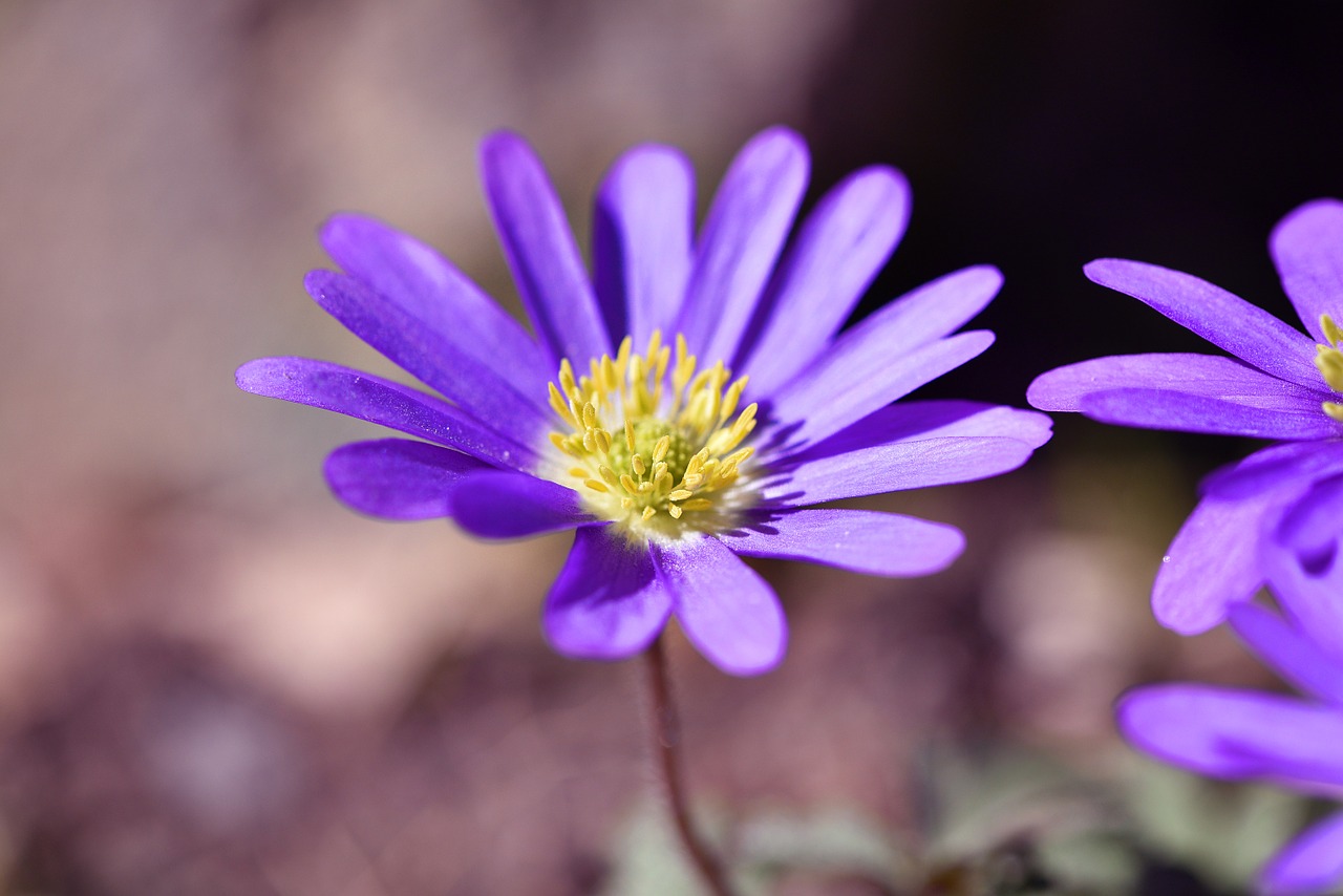 Balkan Anemone,  Anemonis,  Gėlė,  Žiedas,  Žydėti,  Violetinė,  Pavasario Gėlė,  Augalas,  Sodas,  Gamta