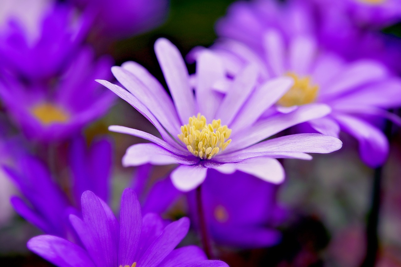 Balkan Anemone, Gėlė, Violetinė, Gėlės, Pavasario Gėlė, Sodas, Pavasaris, Uždaryti, Nemokamos Nuotraukos,  Nemokama Licenzija