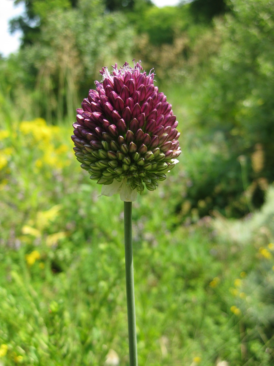 Rutulys, Žiedas, Žydėti, Violetinė, Violetinė, Gėlė, Pieva, Augalas, Nemokamos Nuotraukos,  Nemokama Licenzija