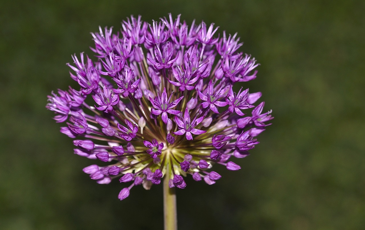 Kamuoliukas, Dekoratyvinis Svogūnas, Gėlė, Augalas, Gamta, Uždaryti, Violetinė, Gėlės, Sodas, Violetinė