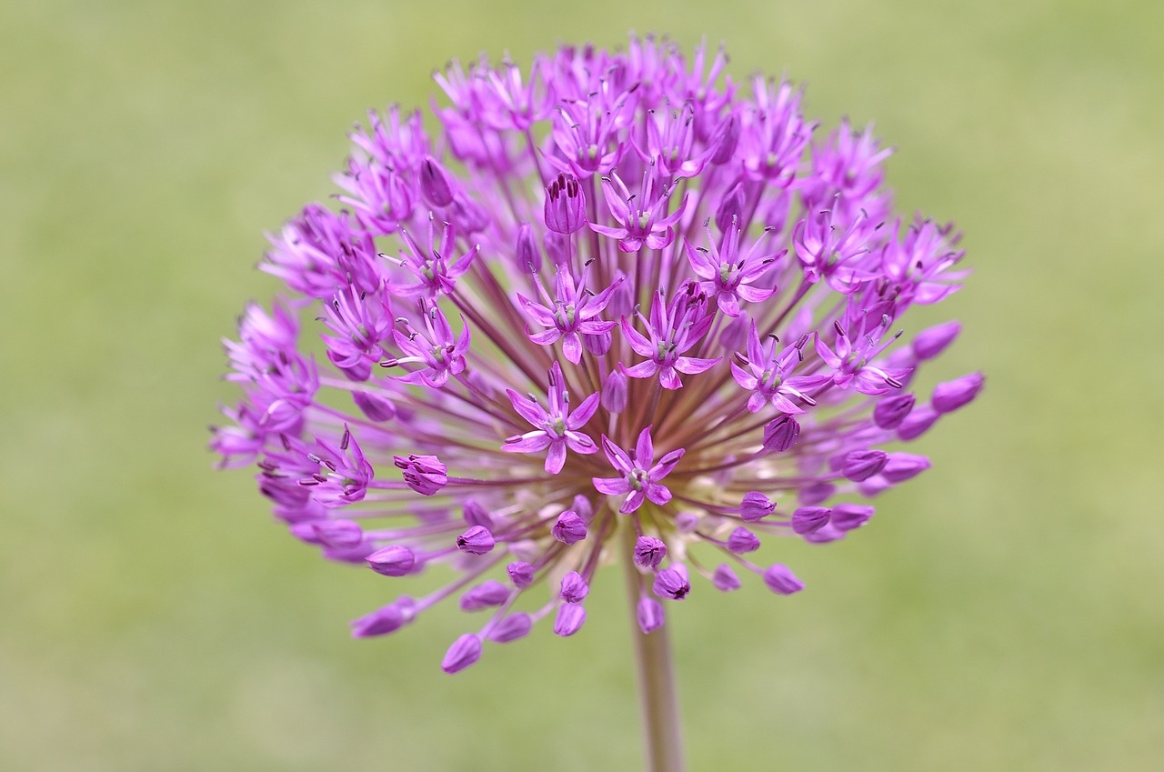 Kamuoliukas, Dekoratyvinis Svogūnas, Gėlė, Augalas, Uždaryti, Gamta, Sodas, Gėlės, Violetinė, Violetinė