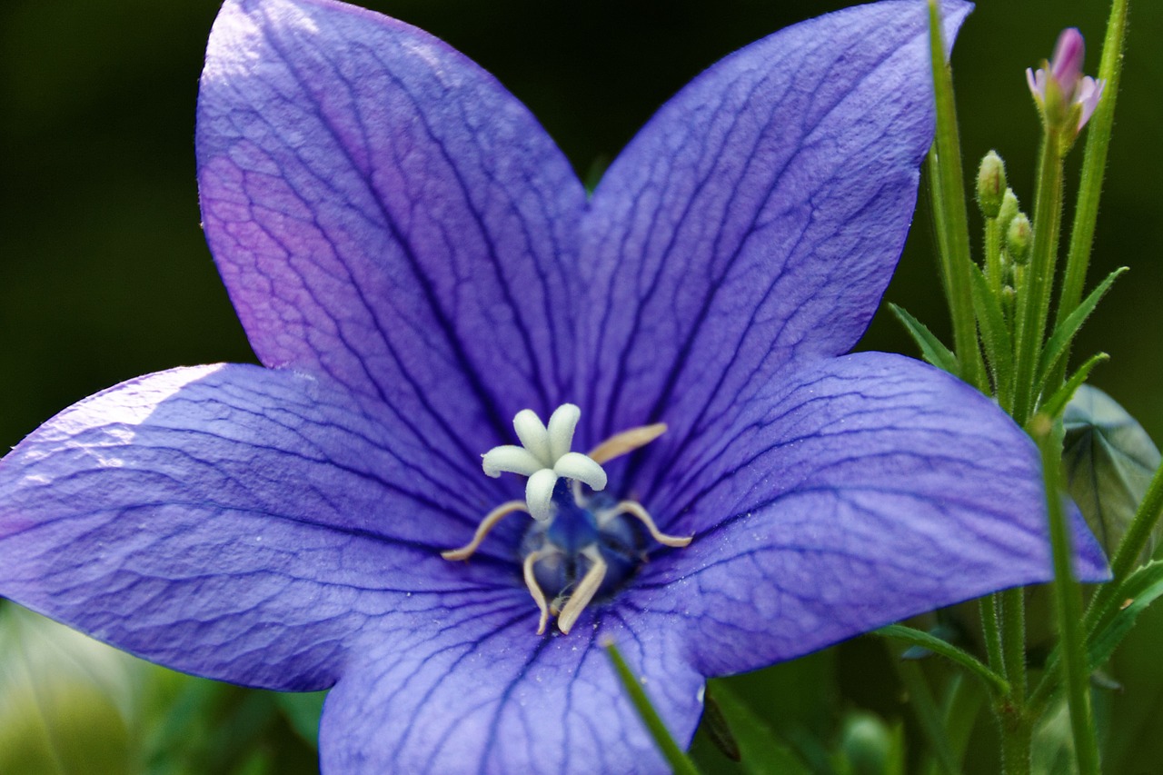 Baliono Srautas,  Platycodon Grandiflorus,  Violetinė,  Žiedas,  Žydėti,  Gėlė,  Uždaryti,  Violetinė,  Flora,  Fauna