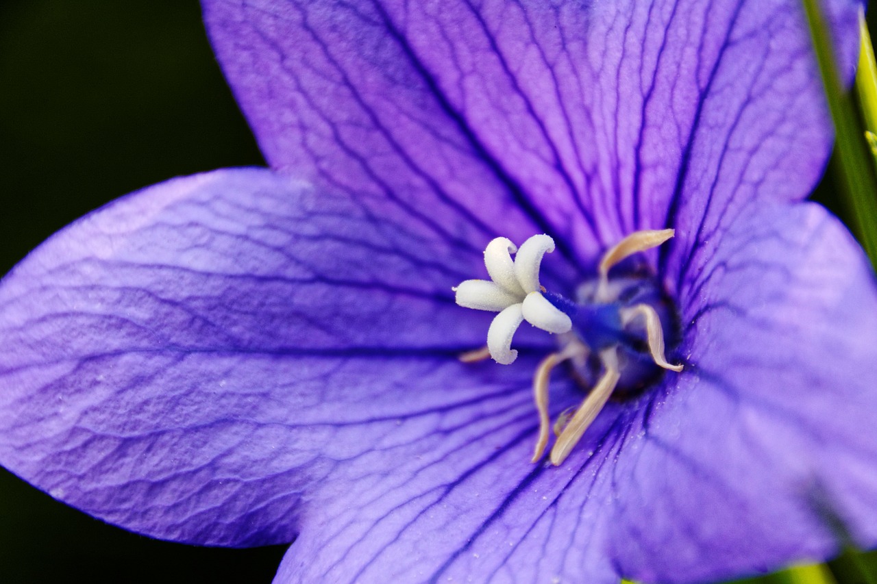 Baliono Srautas,  Platycodon Grandiflorus,  Violetinė,  Žiedas,  Žydėti,  Gėlė,  Uždaryti,  Violetinė,  Flora,  Fauna