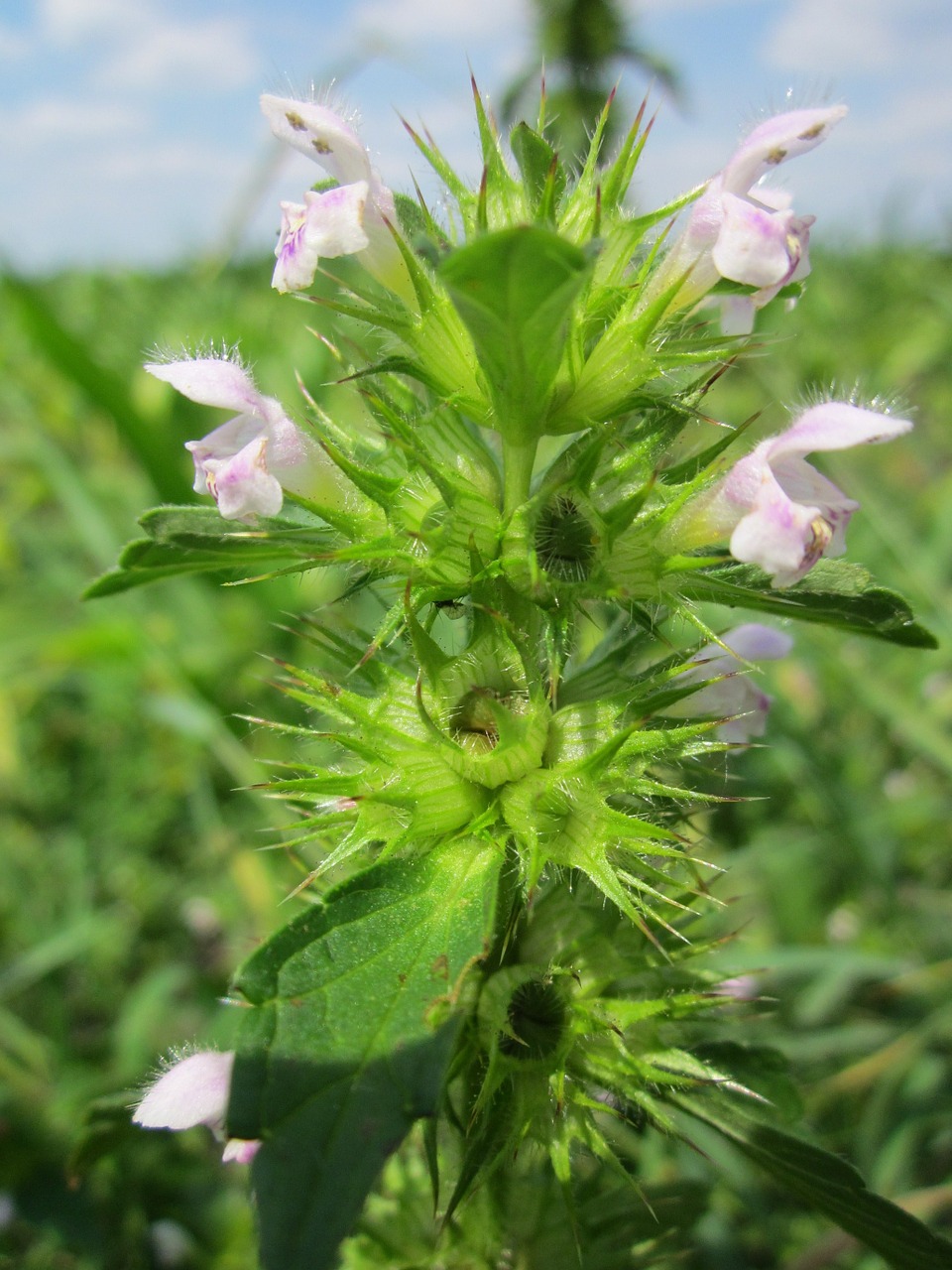 Ballota Nigra,  Juodas Arklys,  Wildflower,  Flora,  Botanika,  Augalas,  Rūšis,  Žiedynas, Nemokamos Nuotraukos,  Nemokama Licenzija