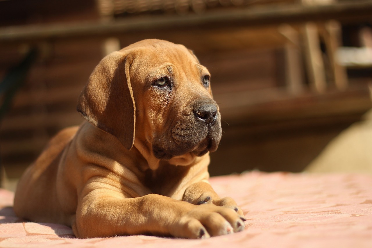 Biuletenis, Boerboelis, Žemės Riešutų Buldogas, Šuo, Šuniukas, Mastifas, Gyvūnas, Žinduolis, Žvėrys, Nemokamos Nuotraukos