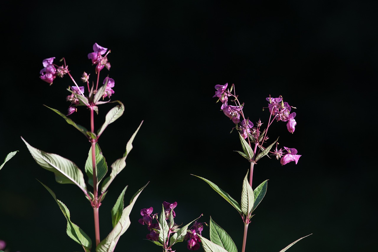 Balzamas, Balsaminengewaechs, Himalajų Balzamas, Impatiens Glandulifera, Indijos Pavasario Kopūstai, Raudona Pavasario Žolė, Impatiens, Augalas, Gėlės, Rožinis