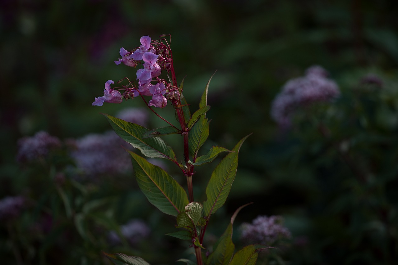 Balzamas, Balsaminengewaechs, Himalajų Balzamas, Impatiens Glandulifera, Indijos Pavasario Kopūstai, Raudona Pavasario Žolė, Impatiens, Augalas, Gėlės, Rožinis