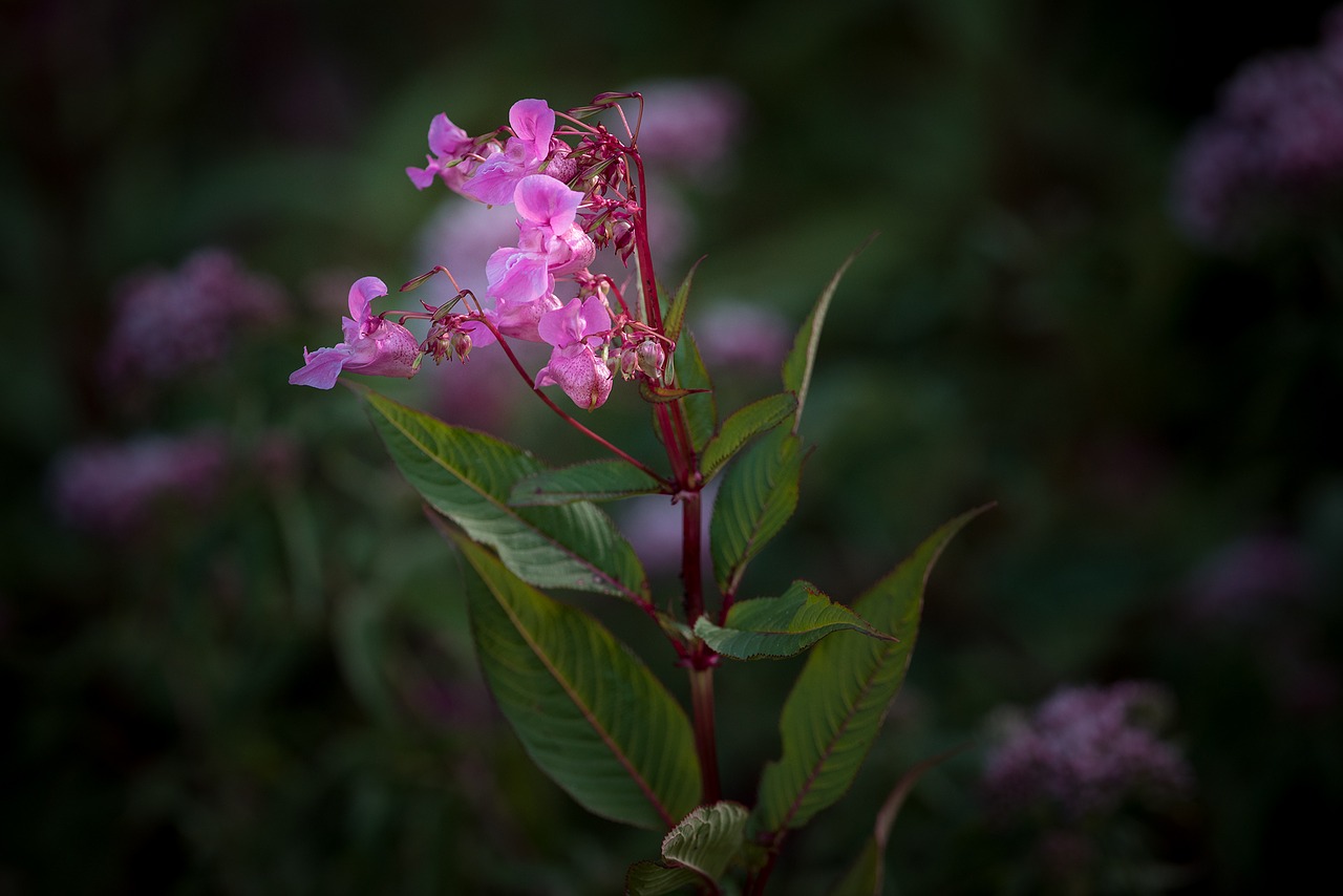 Balzamas, Balsaminengewaechs, Himalajų Balzamas, Impatiens Glandulifera, Indijos Pavasario Kopūstai, Raudona Pavasario Žolė, Impatiens, Augalas, Gėlės, Rožinis