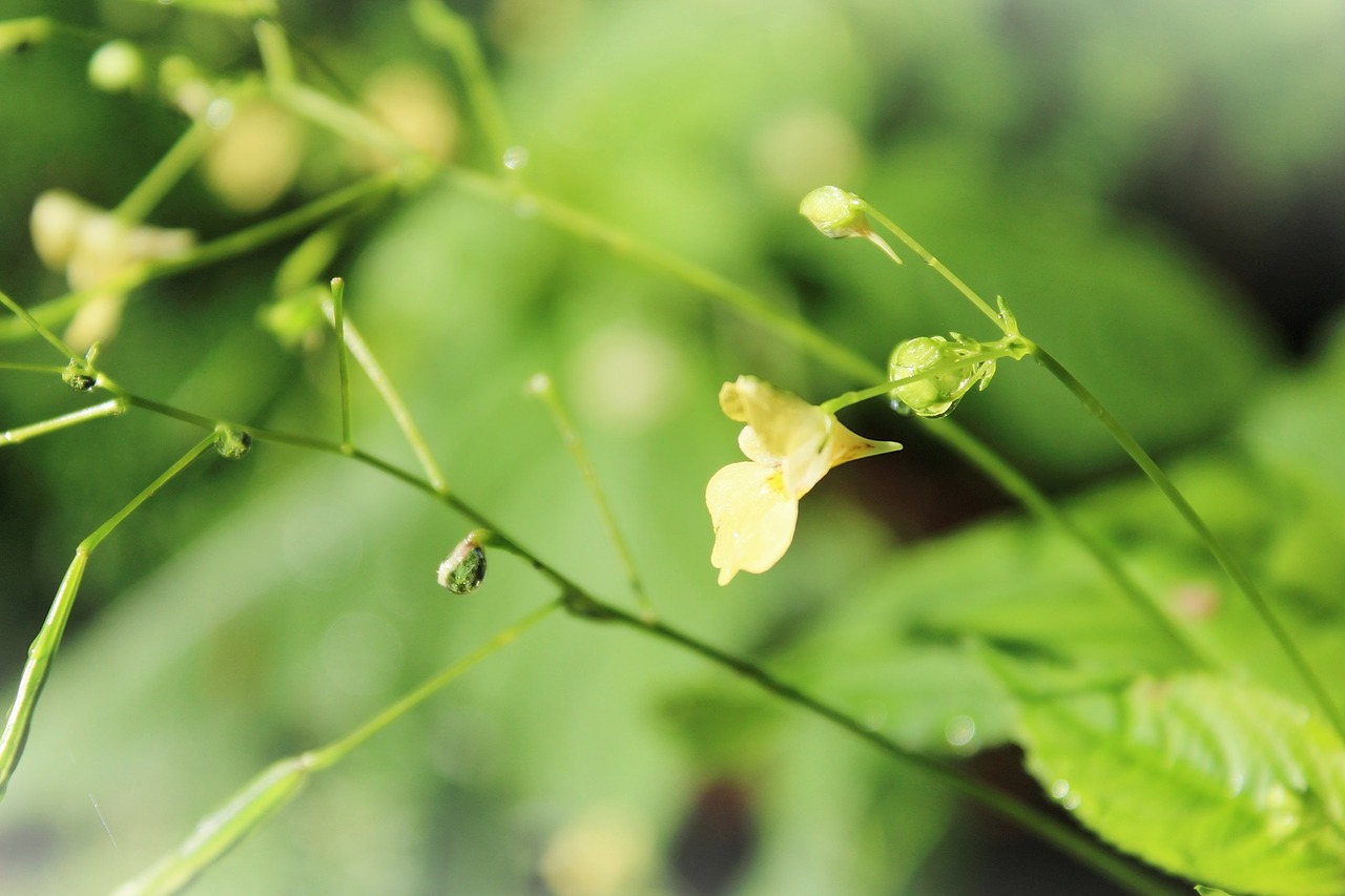 Balzamas, Augalas, Žiedas, Žydėti, Indijos Pavasario Kopūstai, Sėklos, Impatiens Glandulifera, Kapsulės, Sėklų Kapsulės, Įkapsuliuoti