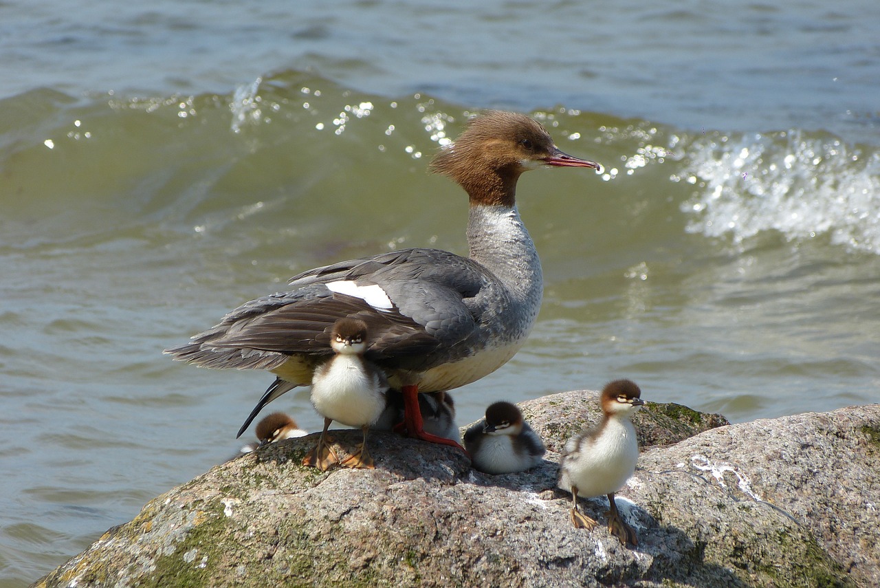 Baltijos Jūra, Rügen, Didžioji Cresped Grebe Šeima, Nemokamos Nuotraukos,  Nemokama Licenzija