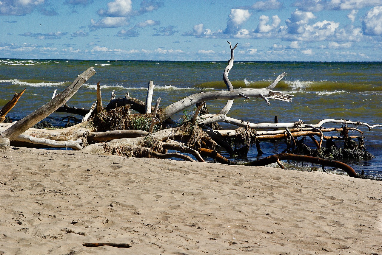 Baltijos Jūra, Latvia, Driftwood, Laukinė Gamta, Nemokamos Nuotraukos,  Nemokama Licenzija