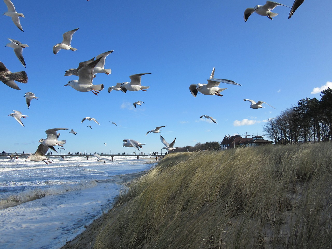 Baltijos Jūra, Zingst, Paukščiai, Nemokamos Nuotraukos,  Nemokama Licenzija