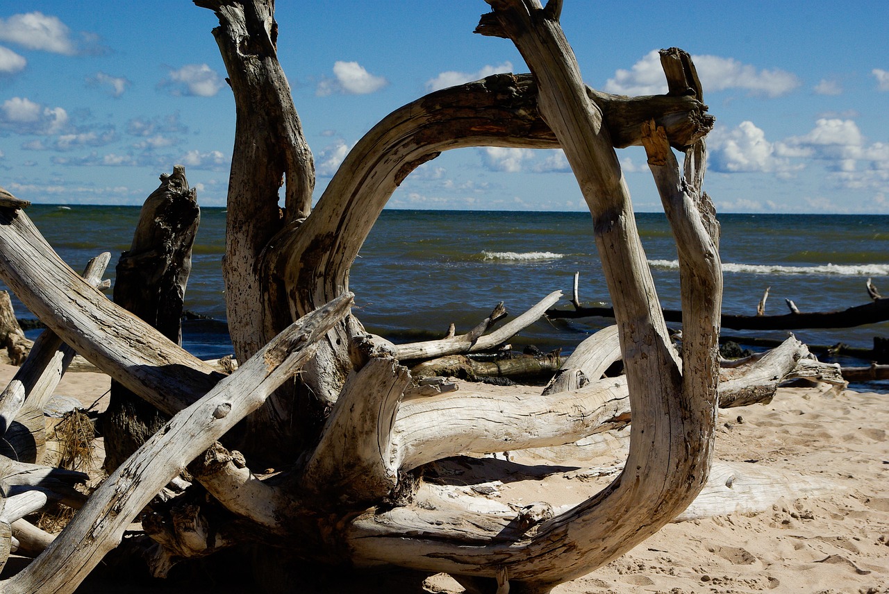 Baltijos Jūra, Papludimys, Driftwood, Miręs Medis, Filialas, Nemokamos Nuotraukos,  Nemokama Licenzija