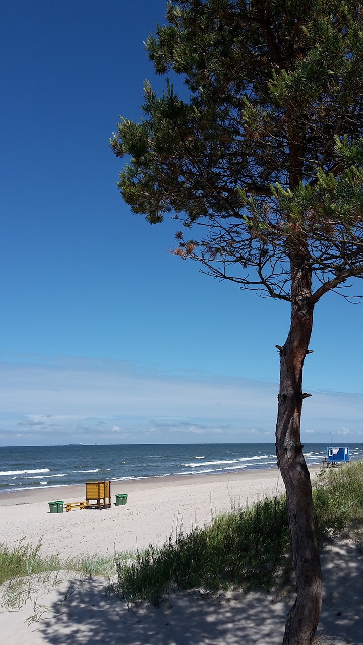 Baltika,  Beach,  Lithuania,  Palanga,  Pine,  Sand, Nemokamos Nuotraukos,  Nemokama Licenzija