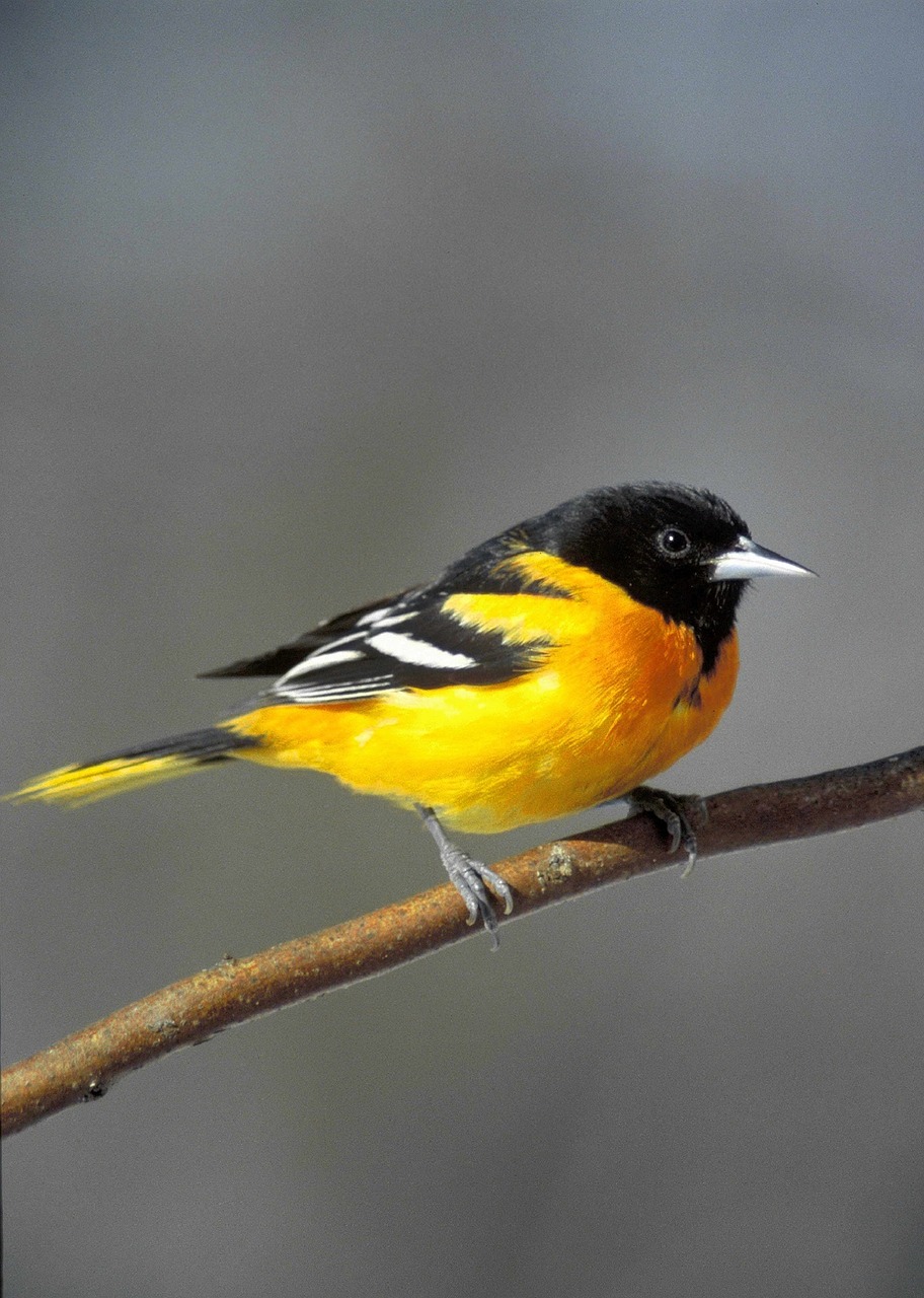 Baltimore Oriole, Paukštis, Sustingęs, Filialas, Laukinė Gamta, Gamta, Laukiniai, Portretas, Makro, Lauke