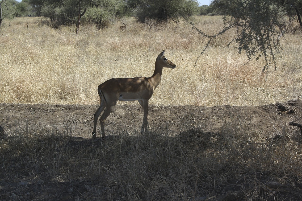 Bambis, Afrika, Gyvūnai, Nemokamos Nuotraukos,  Nemokama Licenzija
