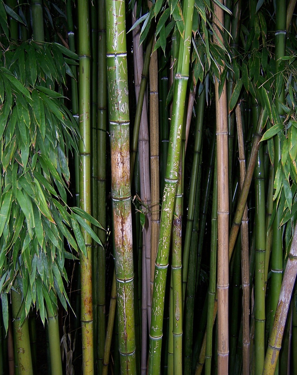 Bambukas, Žalias, Augalas, Dygsta, Stiebas, Nemokamos Nuotraukos,  Nemokama Licenzija
